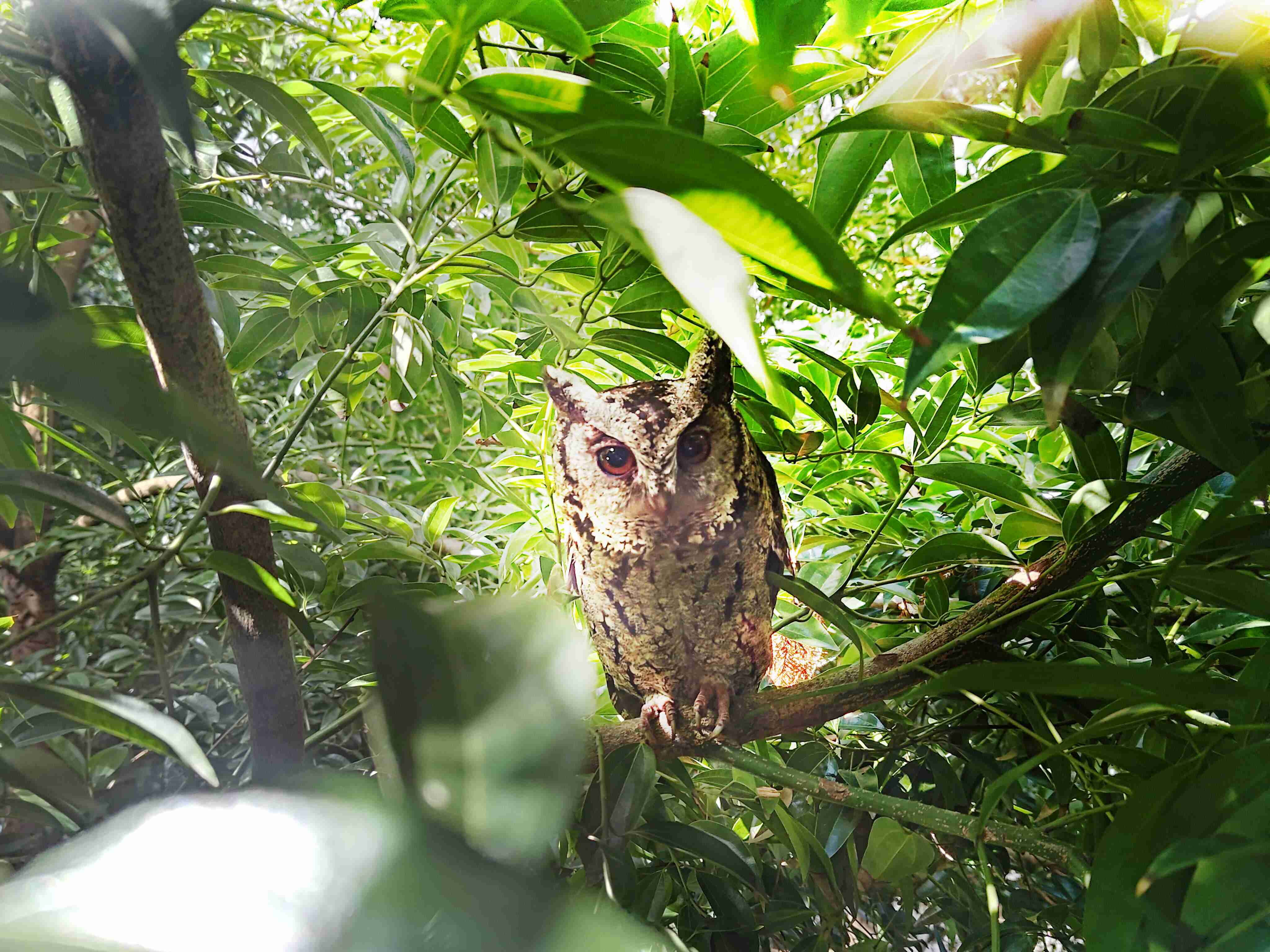 口袋牛店致力提倡净零绿生活，，16年以来在全球各厂区植树逾百万棵，，，造就各厂区树木蔚然成林，，，犹如森林工厂，，成为许多生物的栖息地